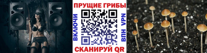 блэк спрут ссылка  Магнитогорск  Псилоцибиновые грибы мицелий 